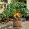 Cara Menanam Pepaya dalam Pot agar Cepat Berbuah, Solusi Kebun Mini
