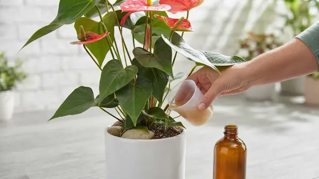 Berikan Pupuk Secara Rutin agar Rajin Berbunga
