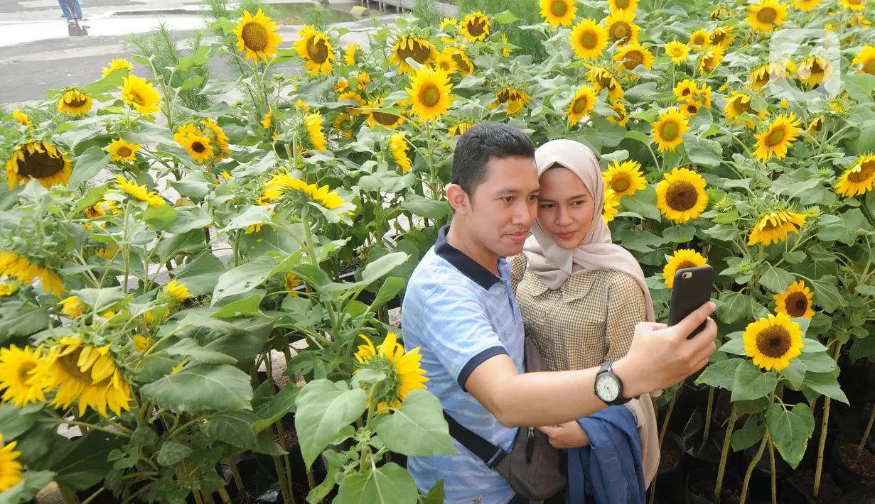 Pengunjung berswafoto di antara tanaman bunga matahari di Bogor Sky Garden, Mall BTM, Kota Bogor, Jawa Barat, Minggu (13/06/2021). Taman bunga matahari di atap gedung pusat perbelanjaan itu menjadi wisata alternatif gratis bagi pengunjung dalam mengisi libur akhir pekan. (merdeka.com/Arie Basuki)