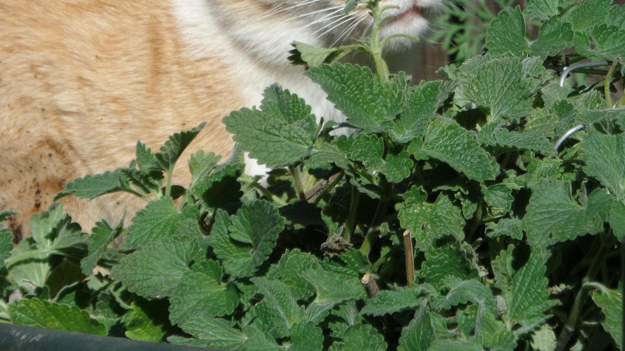 Catnip, Tanaman Pengusir Lalat yang Bisa Ditanam di Rumah agar Tetap Bersih dan Sehat