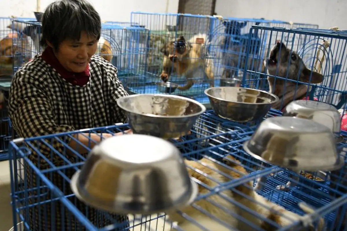 Wen Junhong (68) memiliki sebuah rumah dua lantai dan setiap kamar ditumpuk dengan sangkar anjing, kucing dan hewan lainnya (AFP)