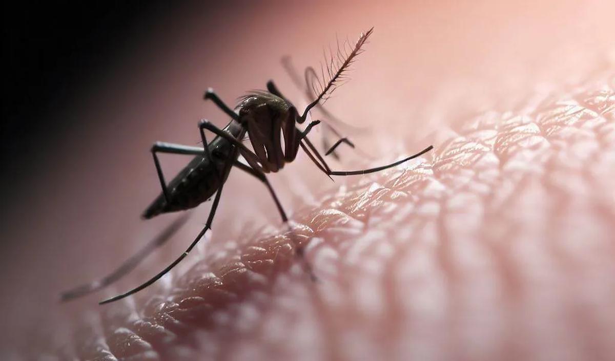 Mengenai karakteristik nyamuk&nbsp;Aedes aegypti&nbsp;dengan wolbachia, menurut Adi, sama. Termasuk dari sisi resistensi terhadap insektisida.&nbsp;<br>