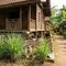 8 Tanaman yang Membuat Rayap Enggan Mendekat ke Rumah Berbahan Kayu