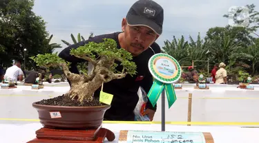 Pengunjung melihat tanaman bonsai saat pameran dan kontes di Lapangan Bola Chikal, Tapos, Depok, Jawa Barat, Minggu (4/12/2022). Pameran dan kontes yang digelar oleh Perkumpulan Penggemar Bonsai Indonesia (PPBI) Cabang Depok tersebut diikuti 500 peserta. (merdeka.com/Arie Basuki)