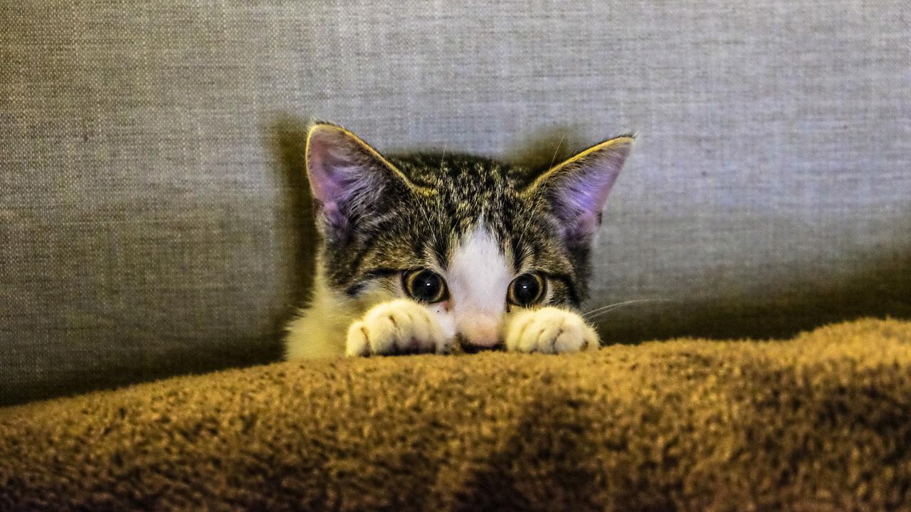 Apakah Kucing Adalah Cairan (Likuid)?