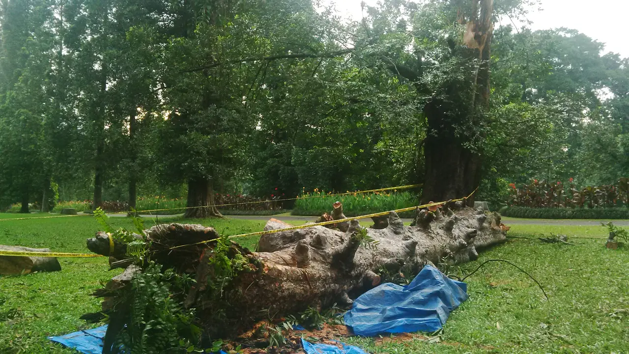 pohon tumbang