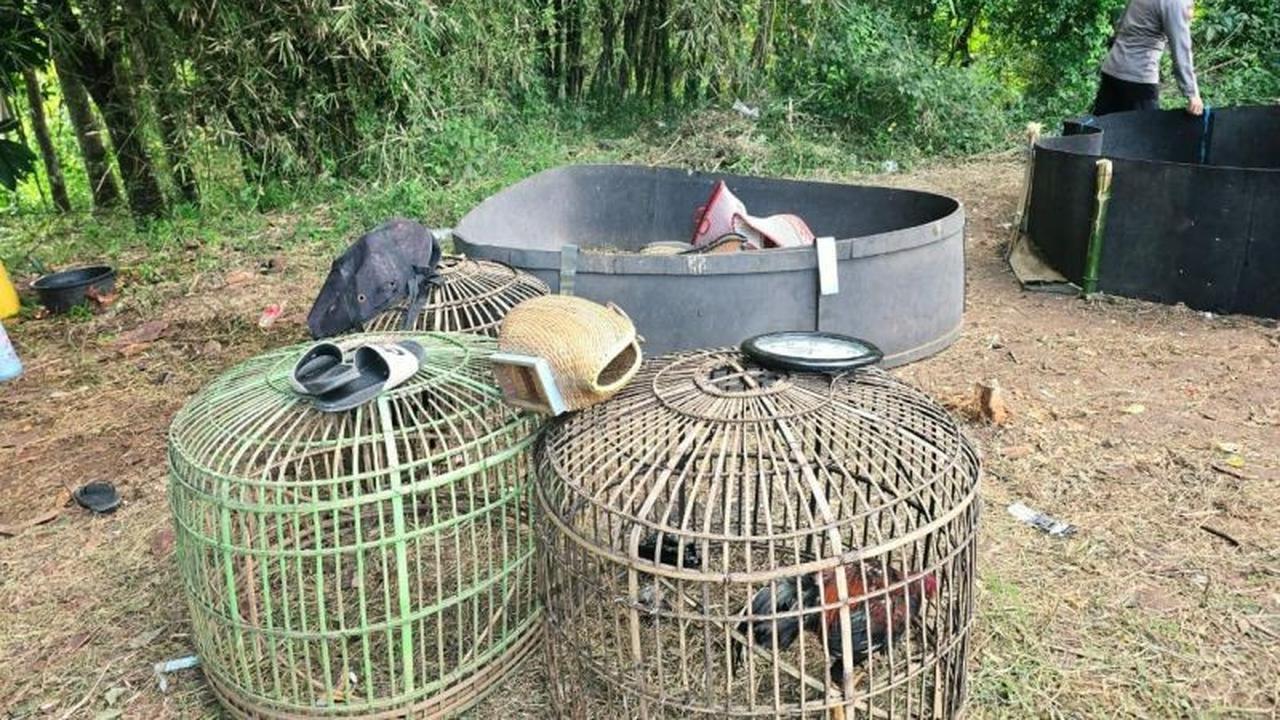Polisi Bongkar Praktik Judi Sabung Ayam Garut, Amankan Sejumlah Barang Bukti