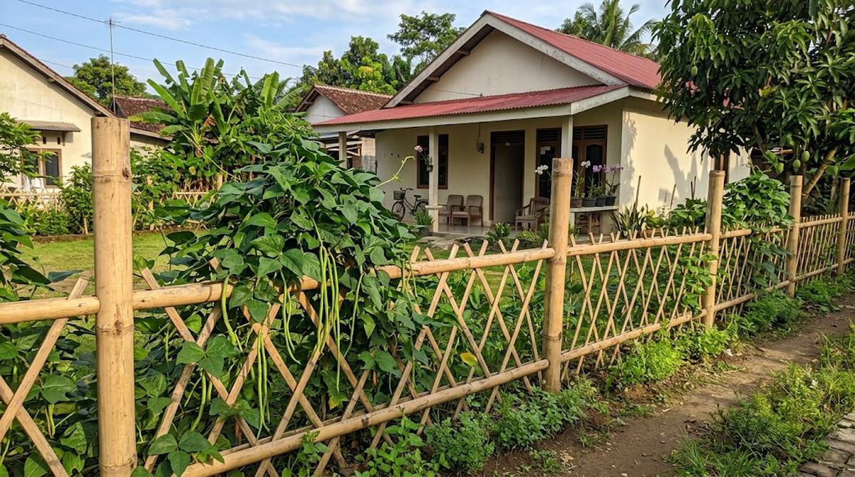 Pagar Rambatan Bambu Sederhana untuk Kacang Panjang