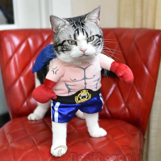 Potret Lucu Saat Kucing Berkostum Superhero Ini Bikin Gemes