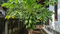 Pohon Buah Berakar Dangkal vs Berakar Dalam, Mana yang Aman Dekat Rumah?