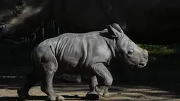 Kelahiran bayi badak tersebut merupakan yang ketiga dari spesies yang terancam punah ini yang lahir di Buin. (AP Photo/Esteban Felix)