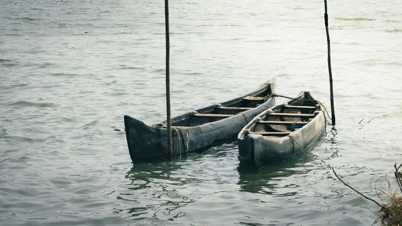 Ilustrasi Kano Kayu (Unsplash/Arjun Raj)