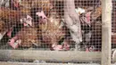Pedagang memberi makan ayam di kawasan jalan raya Bogor KM 32, Depok, Selasa (12/6). Menjelang perayaan Idul Fitri 1439 H, para pedagang ayam dan entok mulai memadati pinggir jalan raya Bogor KM 32. (Liputan6.com/Herman Zakharia)