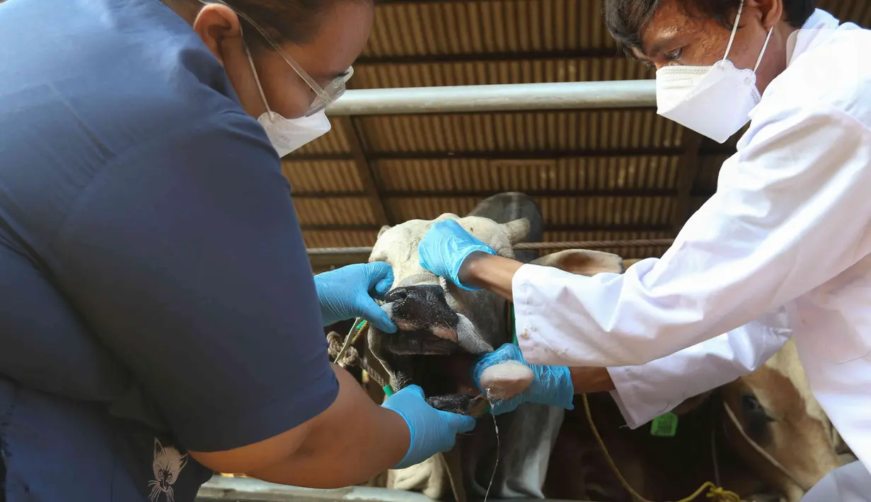 Petugas dinas KPKP memeriksa kondisi kesehatan mulut sapi di Rumah Pemotongan Hewan (RPH) PD Dharma Jaya, Cakung, Jakarta, Jumat (8/7/2022). Pihak pengelola RPH mencatat sekitar 135 sapi kurban akan dipotong di tempat tersebut pada Idul Adha 2022 yang akan dilaksanakan selama tiga hari. (Liputan6.com/Herman Zakharia)