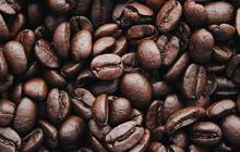 Dunia Akui Keunikan Biji Kopi Asal Sumedang Ini
