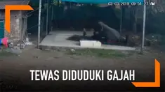 Seorang pria tewas mengenaskan usai diduduki seekor gajah yang sedang dimandikan. Peristiwa ini terjadi di Karappuzha, Distrik Kottayam, India Selatan.
