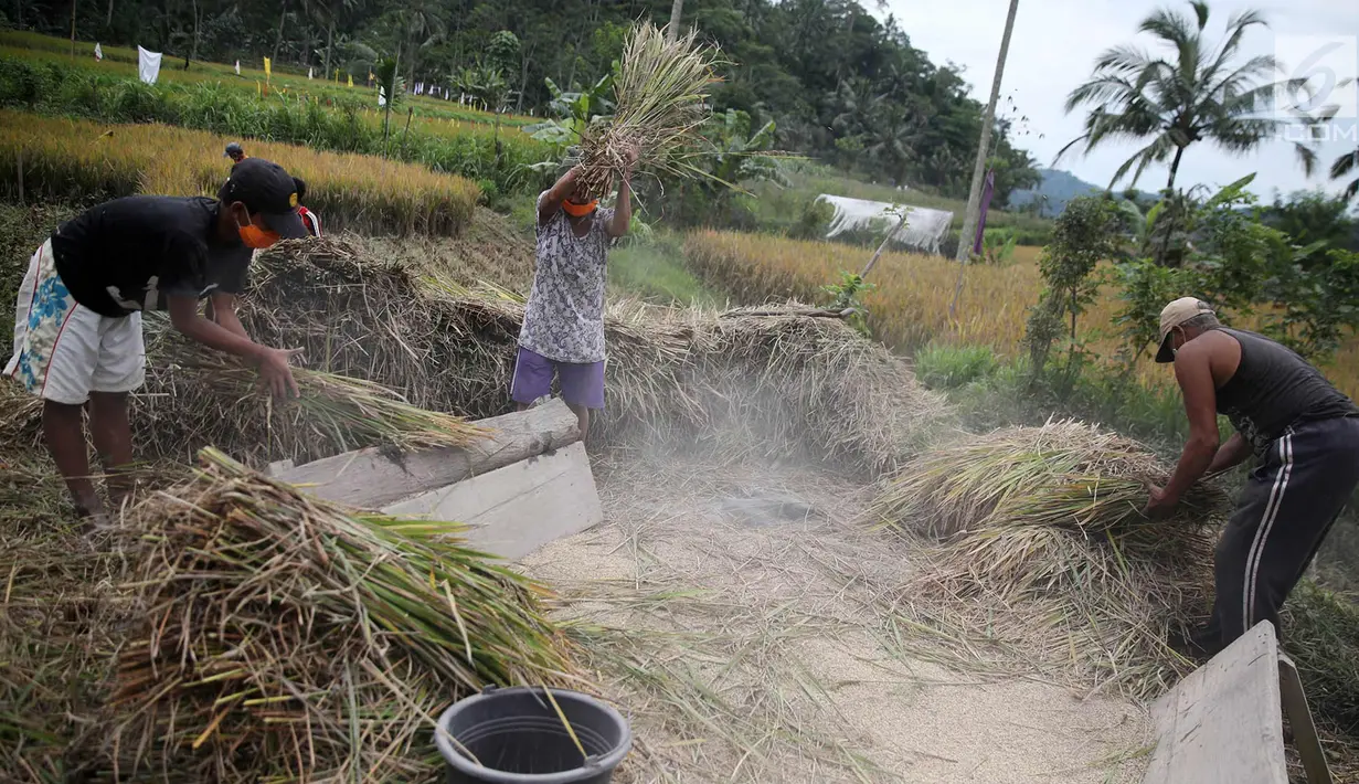Petani memanen padi di Desa Jungutan, Karangasem, Bali, Jumat (1/12). Erupsi Gunung Agung yang memuntahkan abu vulkanik menyebabkan tanaman padi milik warga rusak serta mengalami penurunan kualitas produksi. (Liputan6.com/Immanuel Antonius)