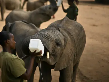 Penjaga memberi formula khusus kepada anak gajah di Reteti Elephant Sanctuary, Namunyak Wildlife Conservancy, Kenya, Rabu (26/2/2020). Reteti Elephant Sanctuary merupakan tempat konservasi gajah yang dimiliki dan dikelola oleh masyarakat. (TONY KARUMBA/AFP)