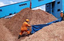 Potensi Bioenergi Indonesia Ternyata Menapai 83,4 Juta Ton per Tahun, tapi Baru Dimanfaatkan Segini