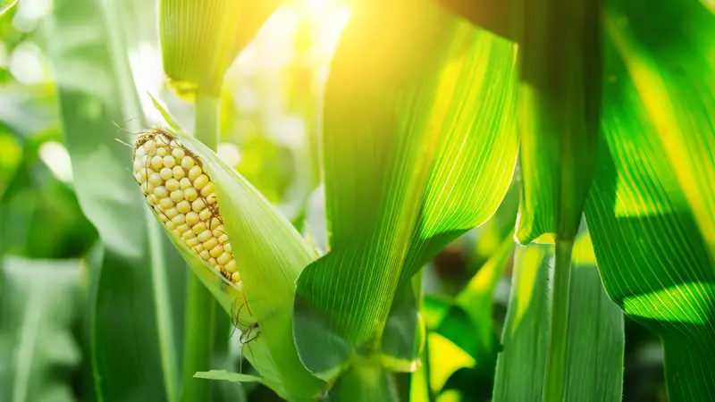 Cara Menanam Jagung di Rumah