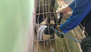 Evakuasi Buaya 'Nunung' yang semakin besar dan membahayakan pemiliknya di Lampung. (Liputan6.com/Ardi Munthe)