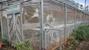 Warga melakukan perawatan sayur yang ditanam dengan sistem hidroponik di sebuah greenhouse di Rusun Menara Samawa, Pondok Kelapa, Jakarta Timur, Senin (14/2/2022). Hasil panen dijual kepada sesama warga penghuni rusun dengan kisaran Rp5.000 hingga Rp10.000 per paketnya. (merdeka.com/Iqbal S.Nugroho)