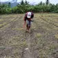 Seorang petani di Desa Potoya, Sigi sedang menanam bibit jagung sebagai pengganti padi sawah yang tidak bisa digarap karena krisis air, Minggu (29/11/2020). (Foto:Liputan6.com/ Heri Susanto).