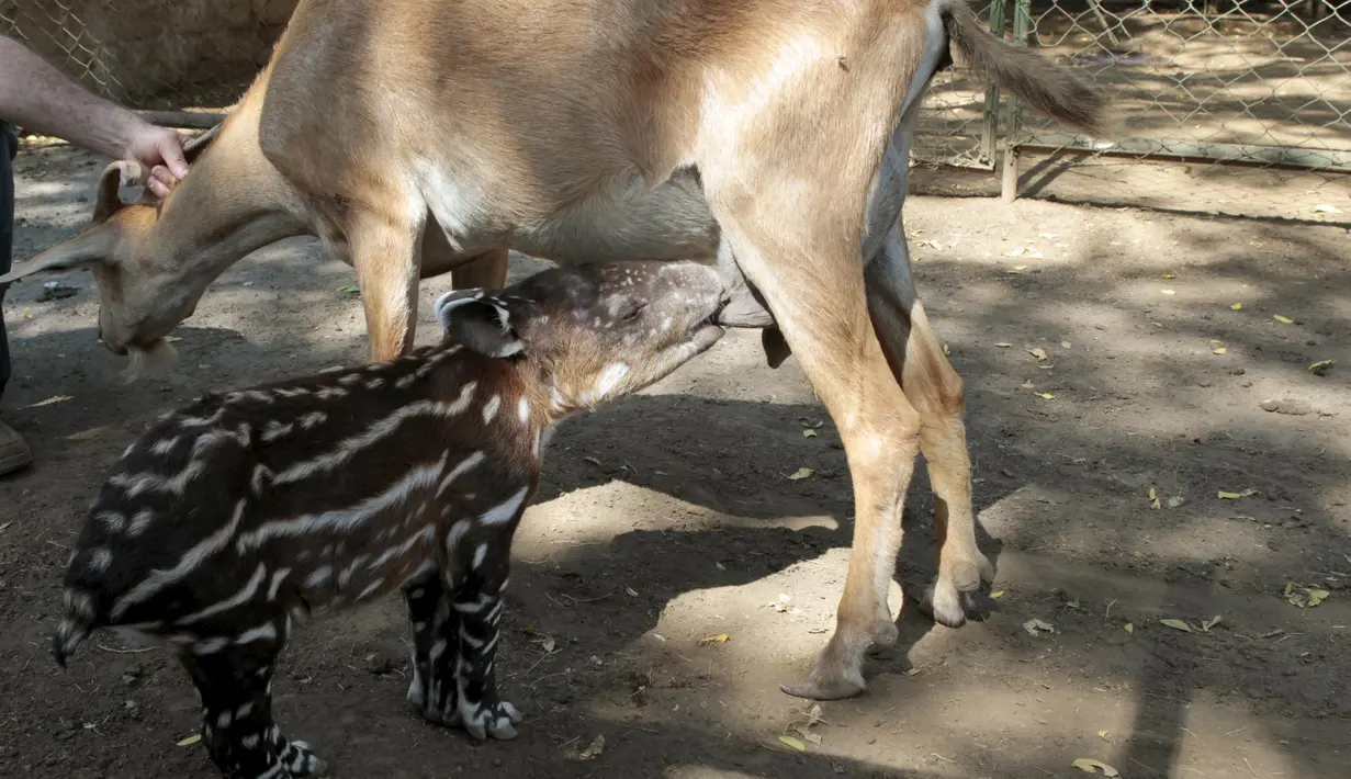 Seekor anak Tapir menyusu pada seekor kambing di Kebun Binatang Nasional Managua, Nikaragua, Kamis (14/4). Anak tapir tersebut terpaksa menyusu pada kambing karena ditinggalkan oleh sang induk.(Reuters/ Oswaldo Rivas)