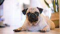 7 Dog Breeds That Are Not Fit to Be a Guard Dog