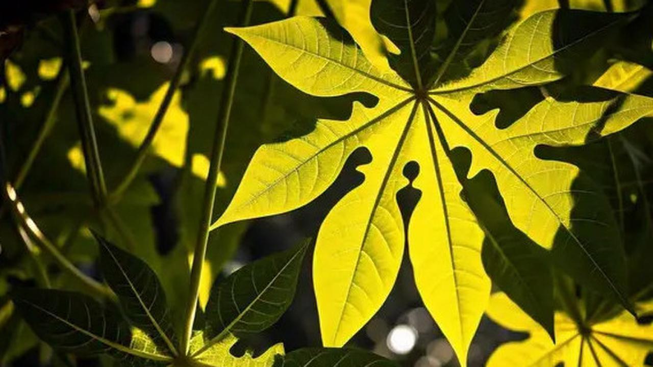 Cara Mengolah Daun Pepaya agar Tidak Pahit: Tips Praktis dengan Garam