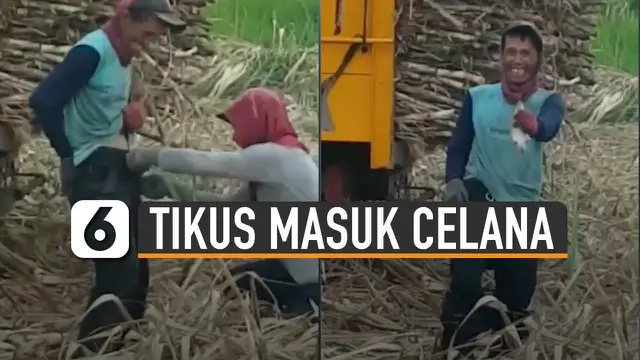 Sang perekam dan teman-teman petani sampai tertawa sepanjang momen apes tersebut terjadi.