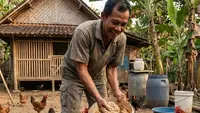 5 Cara Buat Silase Pakan Ayam Kampung untuk Pemula, Mudah dan Hemat Biaya