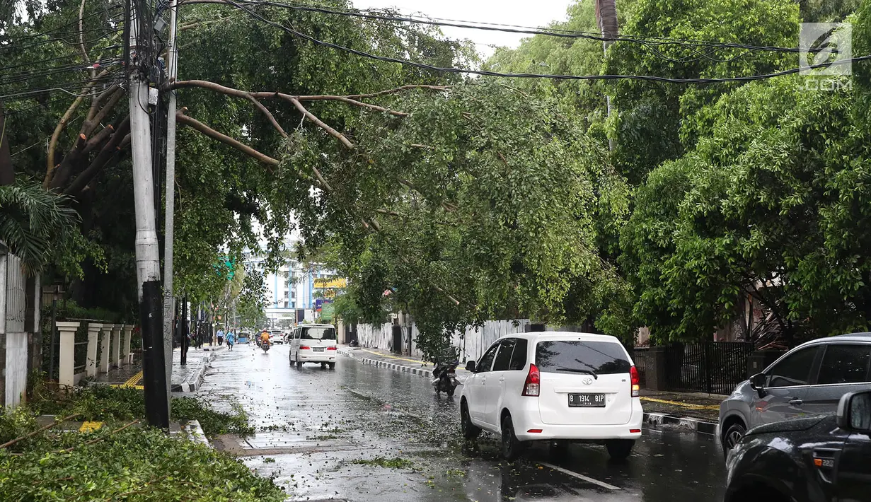 Pengendara menghindari pohon tumbang yang menutupi sebagian jalan di kawasan Cikini, Jakarta, Kamis (22/11). Hujan deras disertai angin kencang  melanda Ibukota pada Kamis (22/11) sore. (Liputan6.com/Immanuel Antonius)