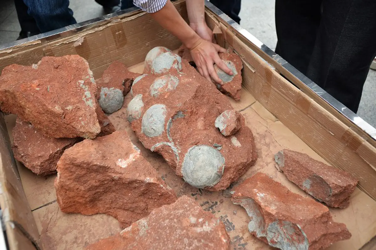 Penampakan Fosil Telur Dinosaurus di Tiongkok