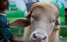 Idul Adha di Bangladesh Diramaikan Kerbau Albino Berwajah Mirip Donald Trump