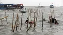 Personel gabungan dari unsur TNI AL, Kementerian Kelautan dan Perikanan, Pemerintah Daerah serta nelayan setempat melakukan pembongkaran pagar laut di kawasan Tanjung Pasir, Tangerang, Banten, Rabu (22/1/2024). (Magang/Liputan6.com/Muhammad Rizal)