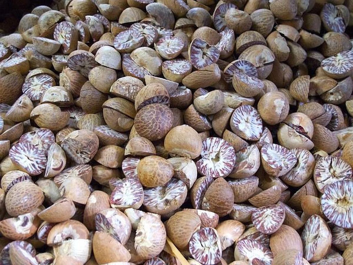 Kandungan Nutrisi Buah Pala