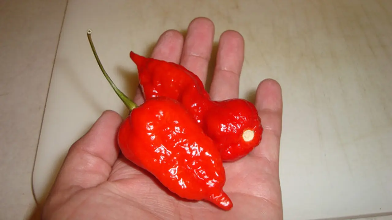 Suka Pedas, Awas Cabe Jenis Ini Bisa Membunuh
