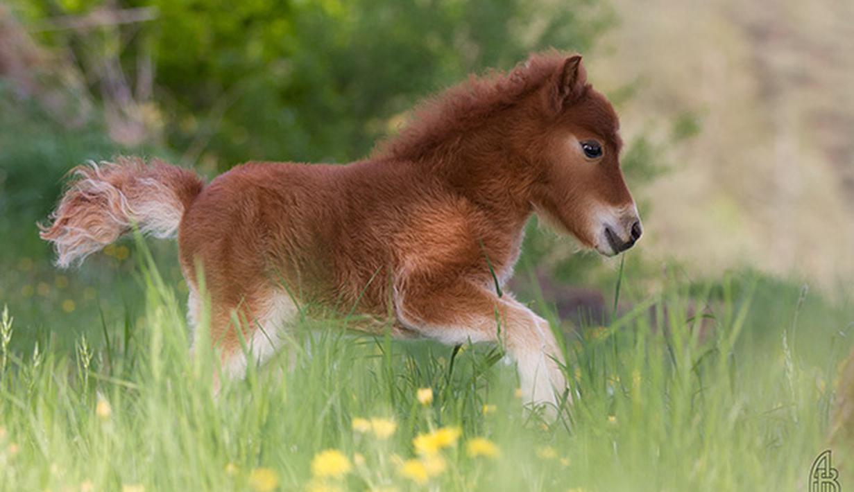 10 Kuda Mini Paling Lucu dan Menggemaskan - Fashion Fimela.com