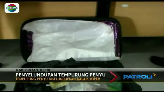 Terancam Punah, Ratusan Penyu Sisik Ditemukan Dalam Koper