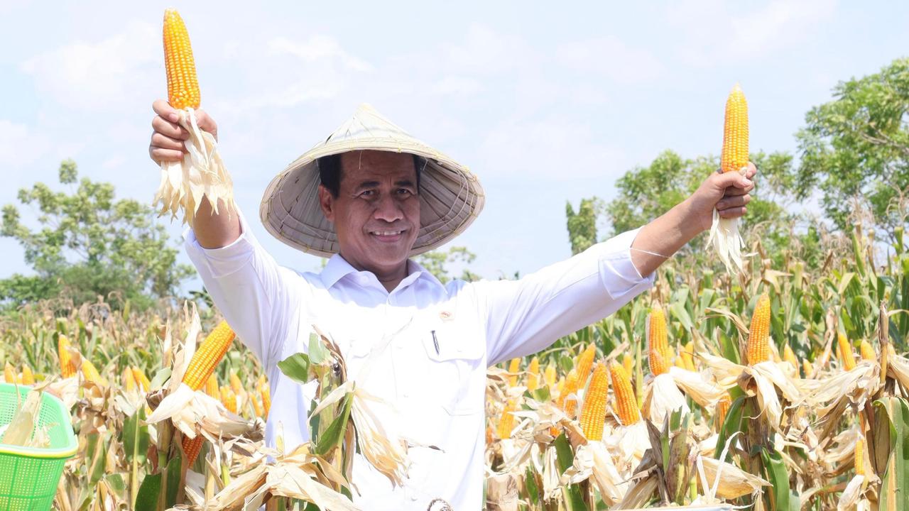 Panen Raya Jagung Serentak Jadi Momentum Percepatan Swasembada Pangan