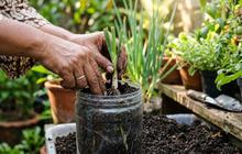 8 Trik Merawat Daun Bawang Supaya Bisa Tumbuh Lagi Setelah Dipanen, Cegah Layu dan Mati