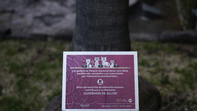 19 Kucing Liar Cetak Sejarah, Dinobatkan Sebagai Aset Tetap Hidup Istana Kepresidenan Meksiko