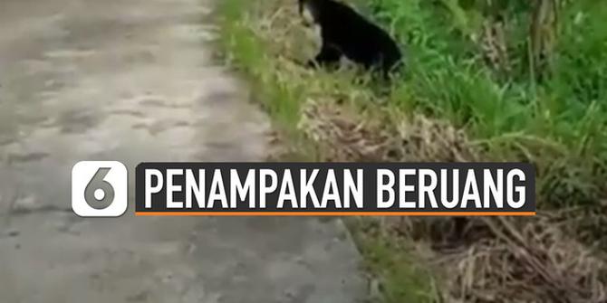 VIDEO: Viral Munculnya Beruang Madu di Dekat Sawah
