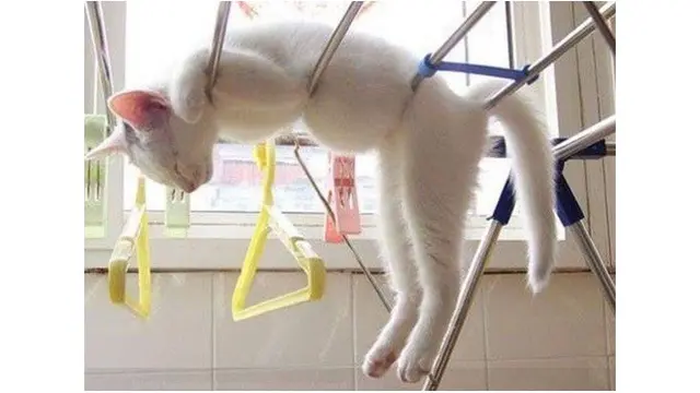 kucing tidur