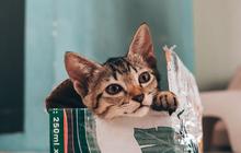 Apakah Bulu Kucing Bisa Menyebabkan Asma? Ini Penjelasan Lengkapnya
