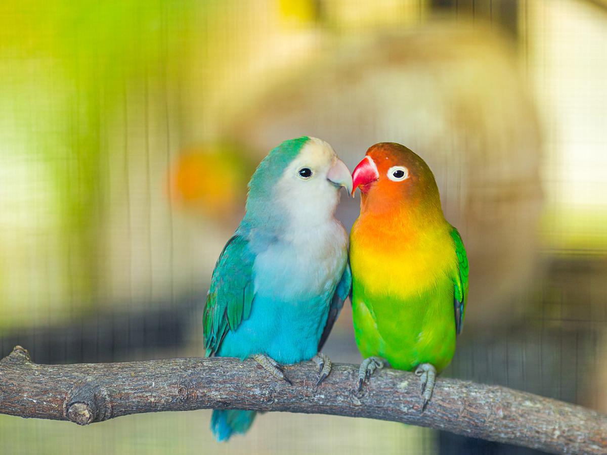 lovebird biru kepala hitam