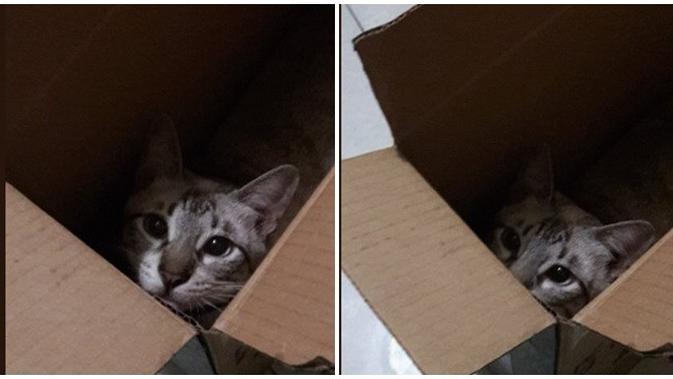 Potret Kucing Dikirim Melalui Peketan Dalam Kardus (sumber:Twitter/@danielT___T)