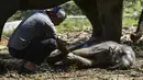 Seorang dokter hewan memeriksa bayi gajah Sumatera setelah lahir di Unit Respons Konservasi Alue Kuyun di Meulaboh, provinsi Aceh (27/7/2019). Bayi gajah betina tersebut diperkirakan berada di dalam kandungan selama 21 bulan.  (AFP Photo/Chaideer Mahyuddin)