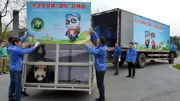 Seekor Panda berada dalam kandang saat akan dikirim menuju Korea Selatan di Dujiangyan , provinsi Sichuan , China , (2/3). (REUTERS / China Daily)